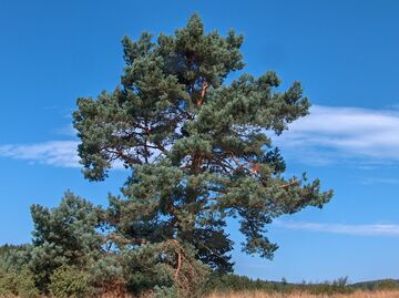 Kiefernbaum